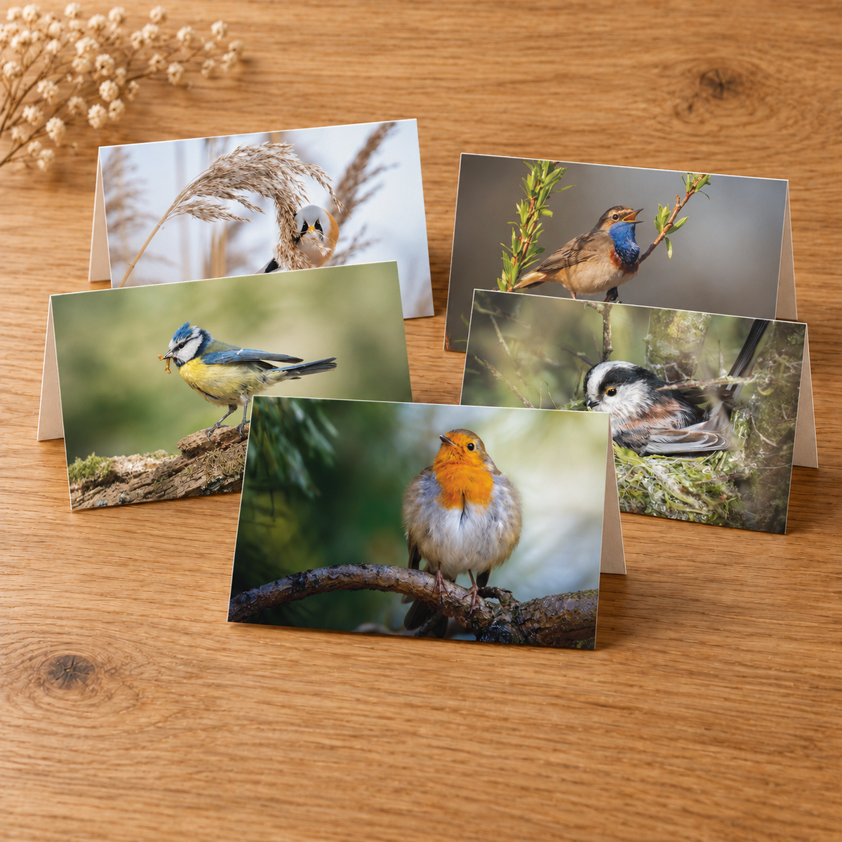 Mix van gevouwen wenskaarten met Nederlandse vogels