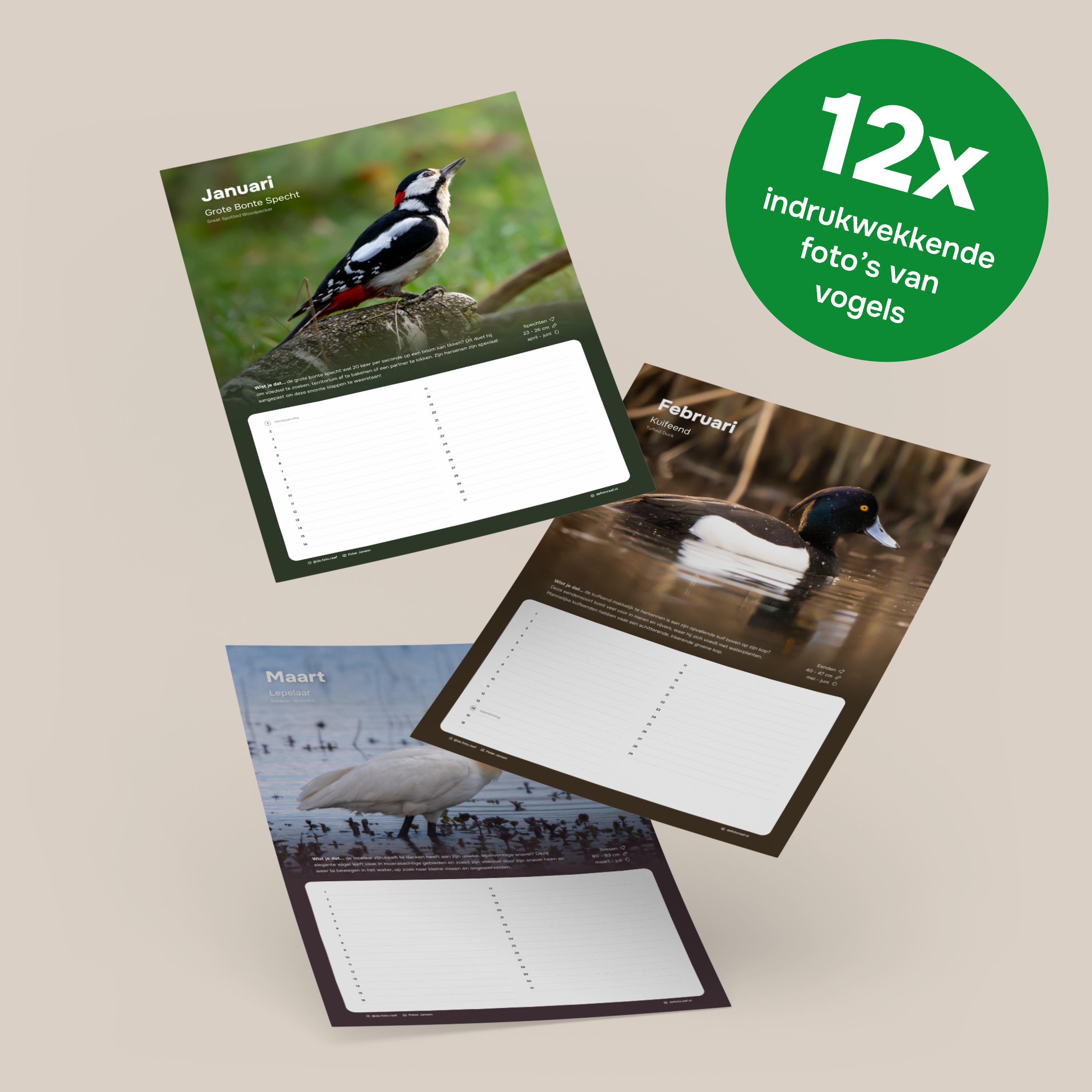 Vogels in Nederland #1