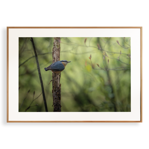 Natuurprint ‘Boomklever in actie’ als wanddecoratie in een interieur