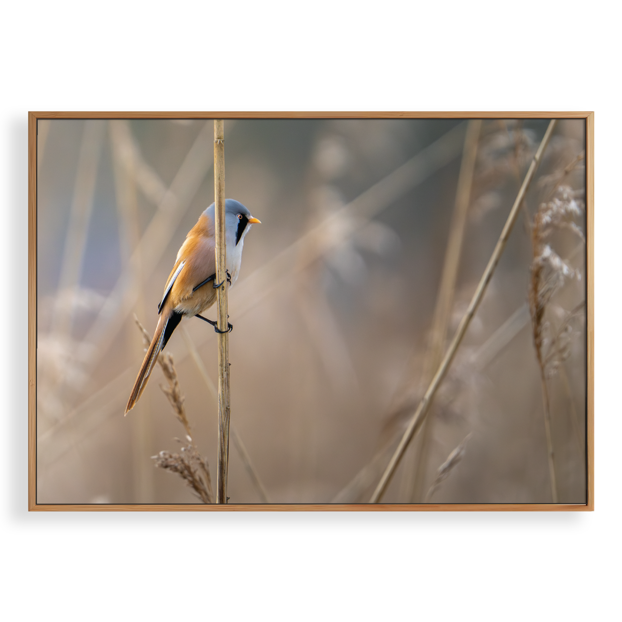 Canvas 'Baardman in het rietveld'