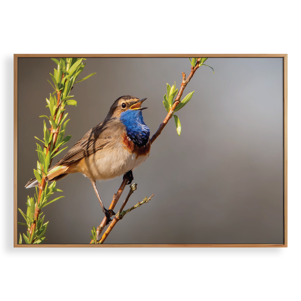 Canvas 'Zingende Blauwborst'