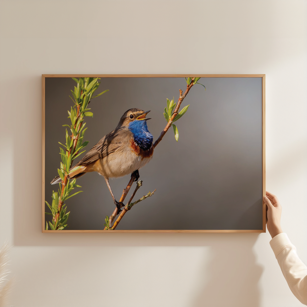 Canvas 'Zingende Blauwborst'