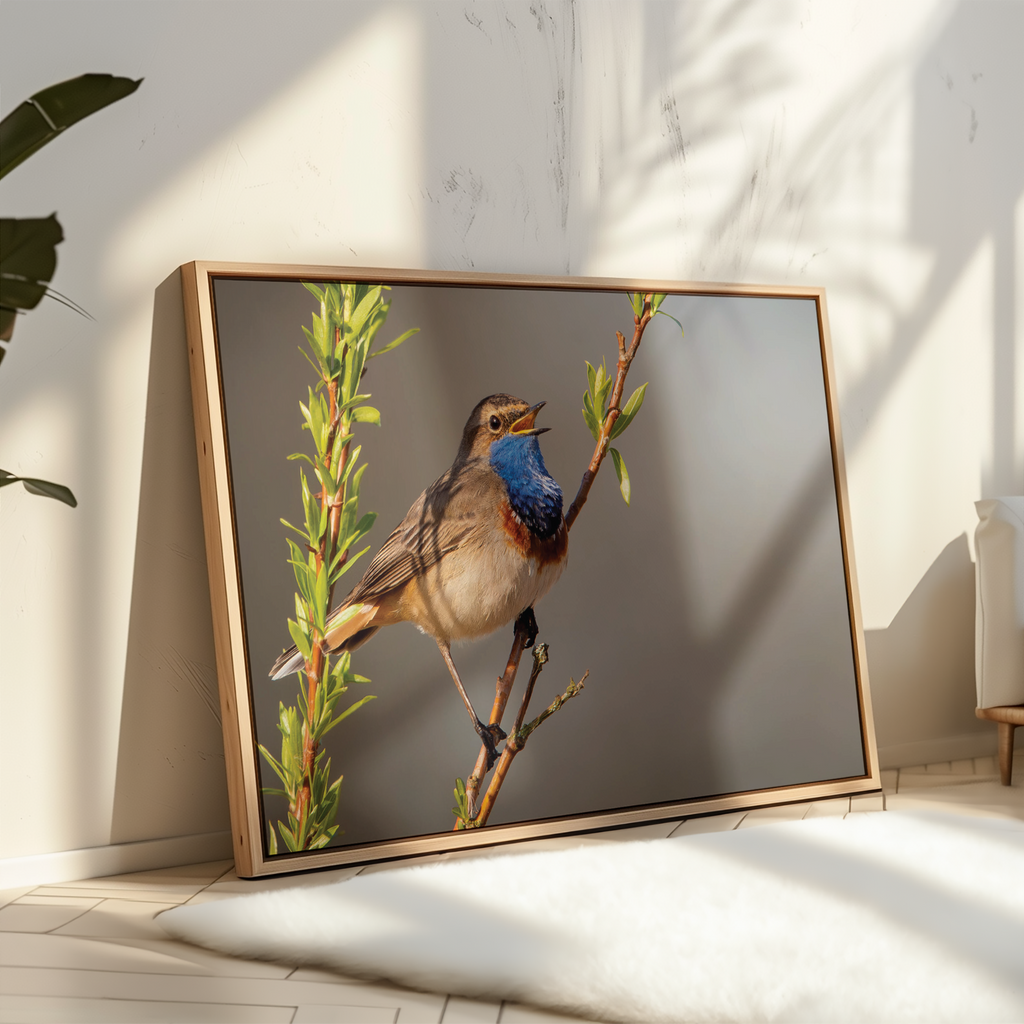 Canvas 'Zingende Blauwborst'