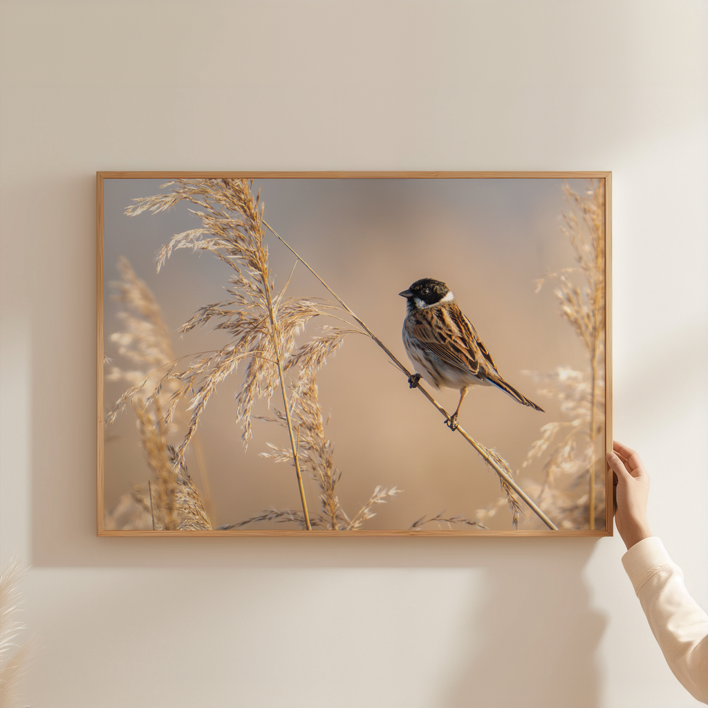 Canvas 'Rietgors boven het rietveld'