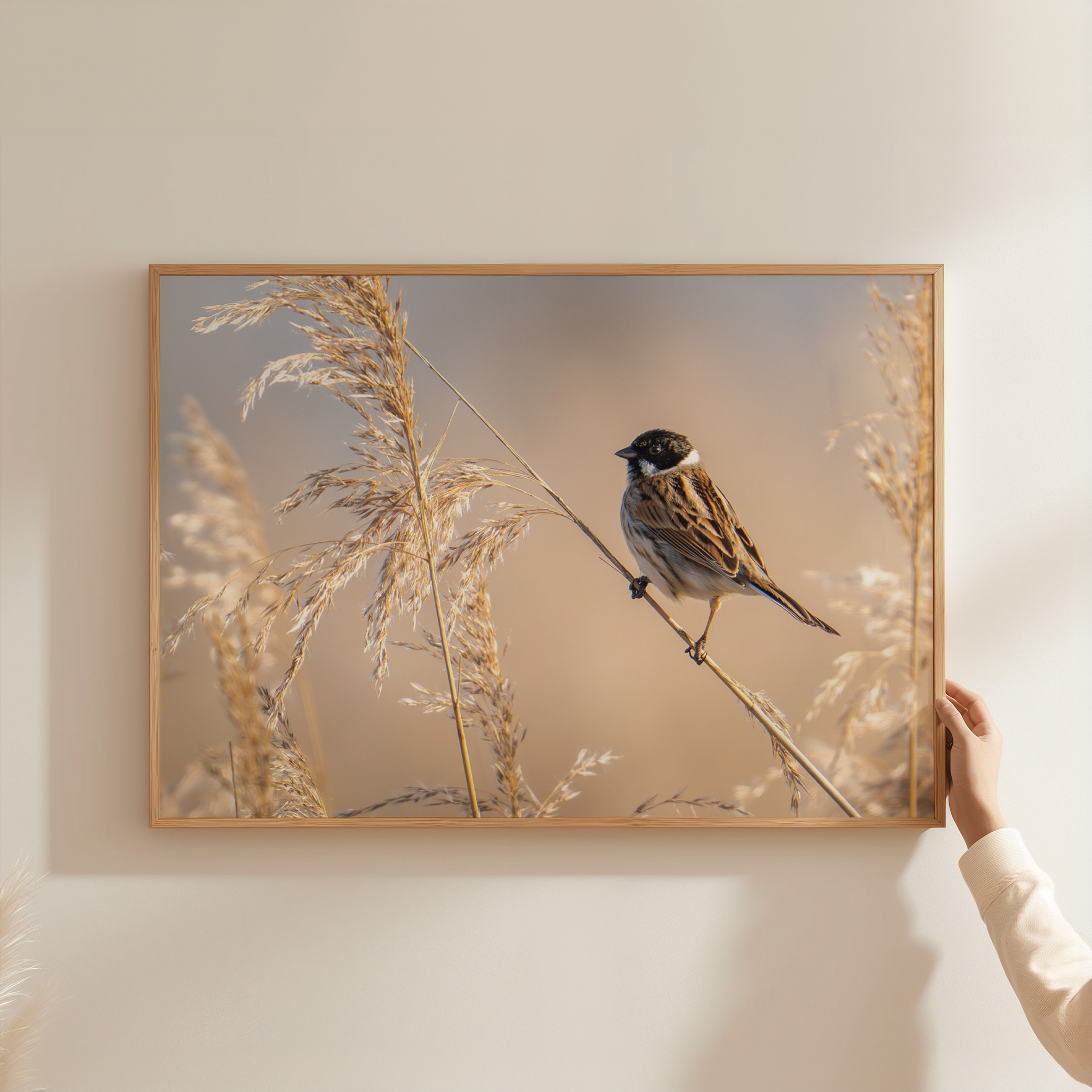 Canvas 'Rietgors boven het rietveld'