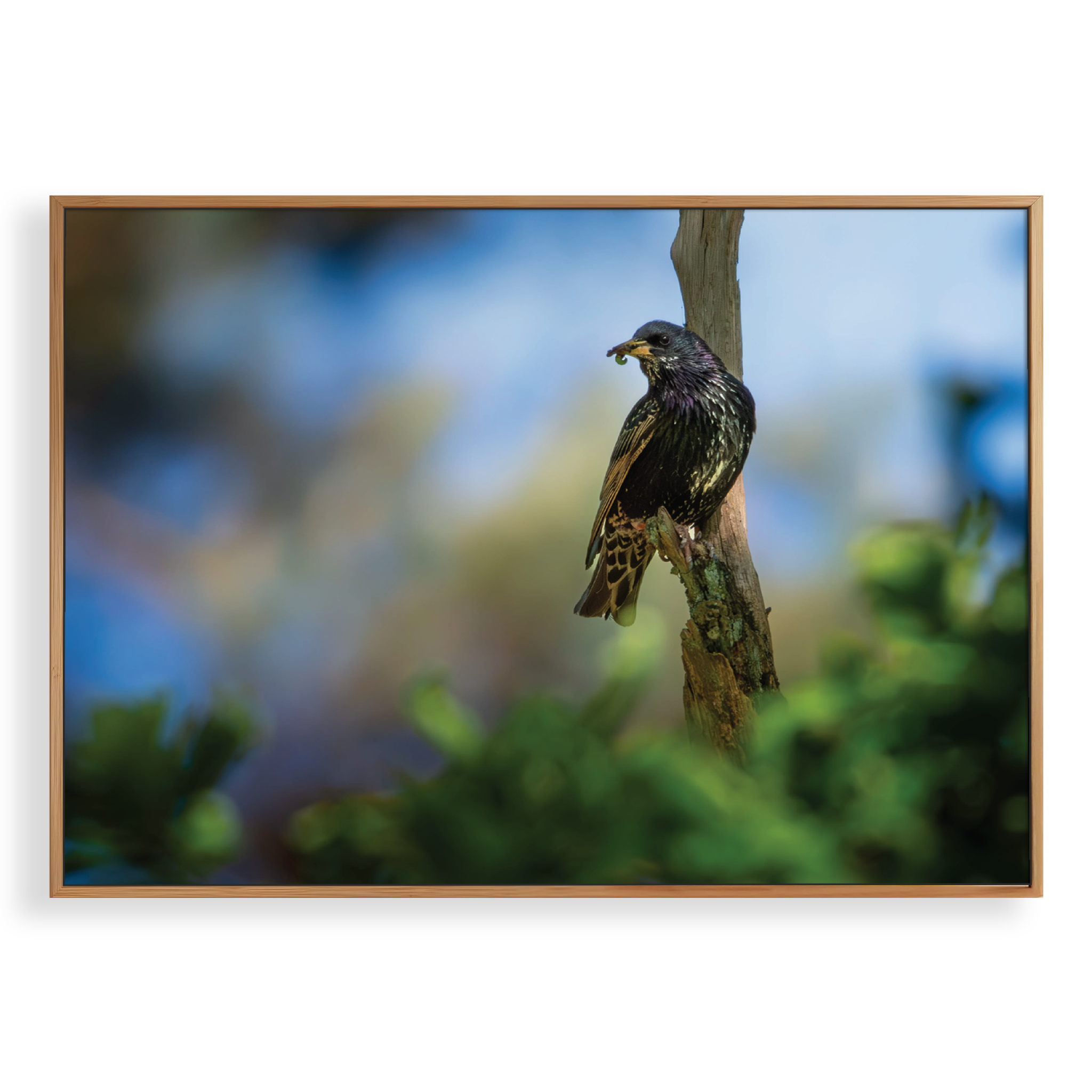 Canvas 'Spreeuw eet zijn maaltijd'