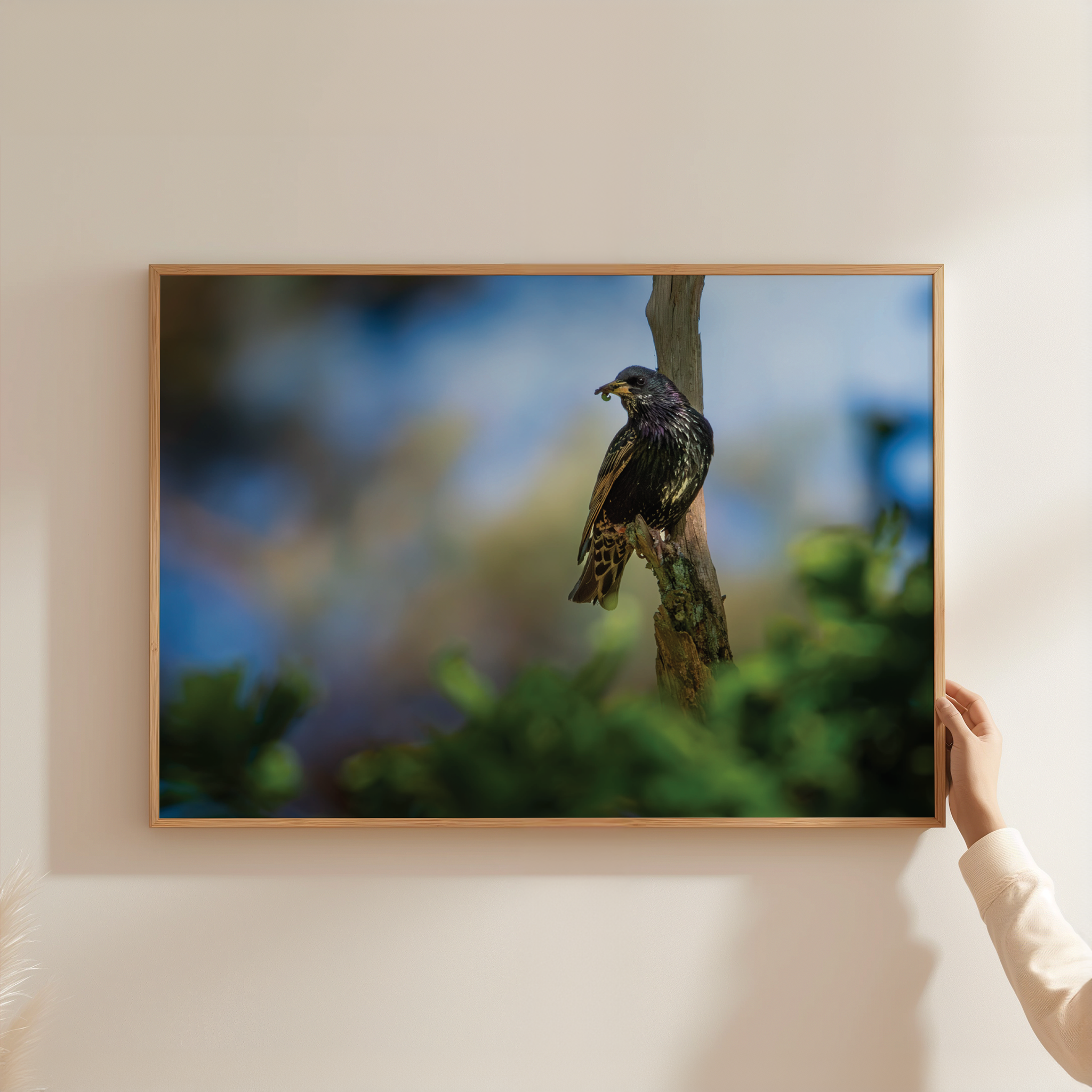 Canvas 'Spreeuw eet zijn maaltijd'