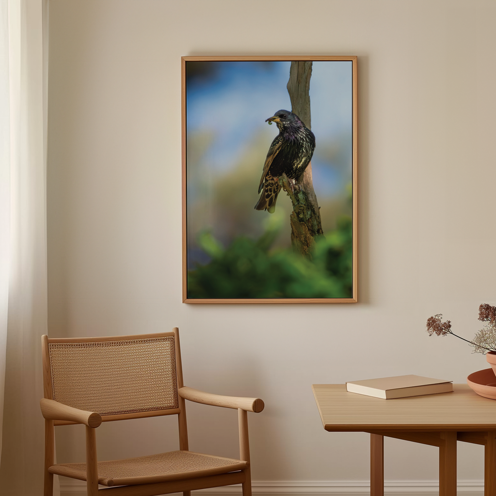 Canvas 'Spreeuw eet zijn maaltijd - portret'