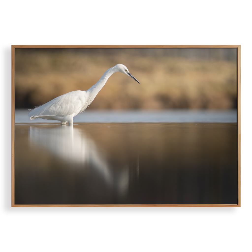 Canvas 'Kleine zilverreiger vangt vis'