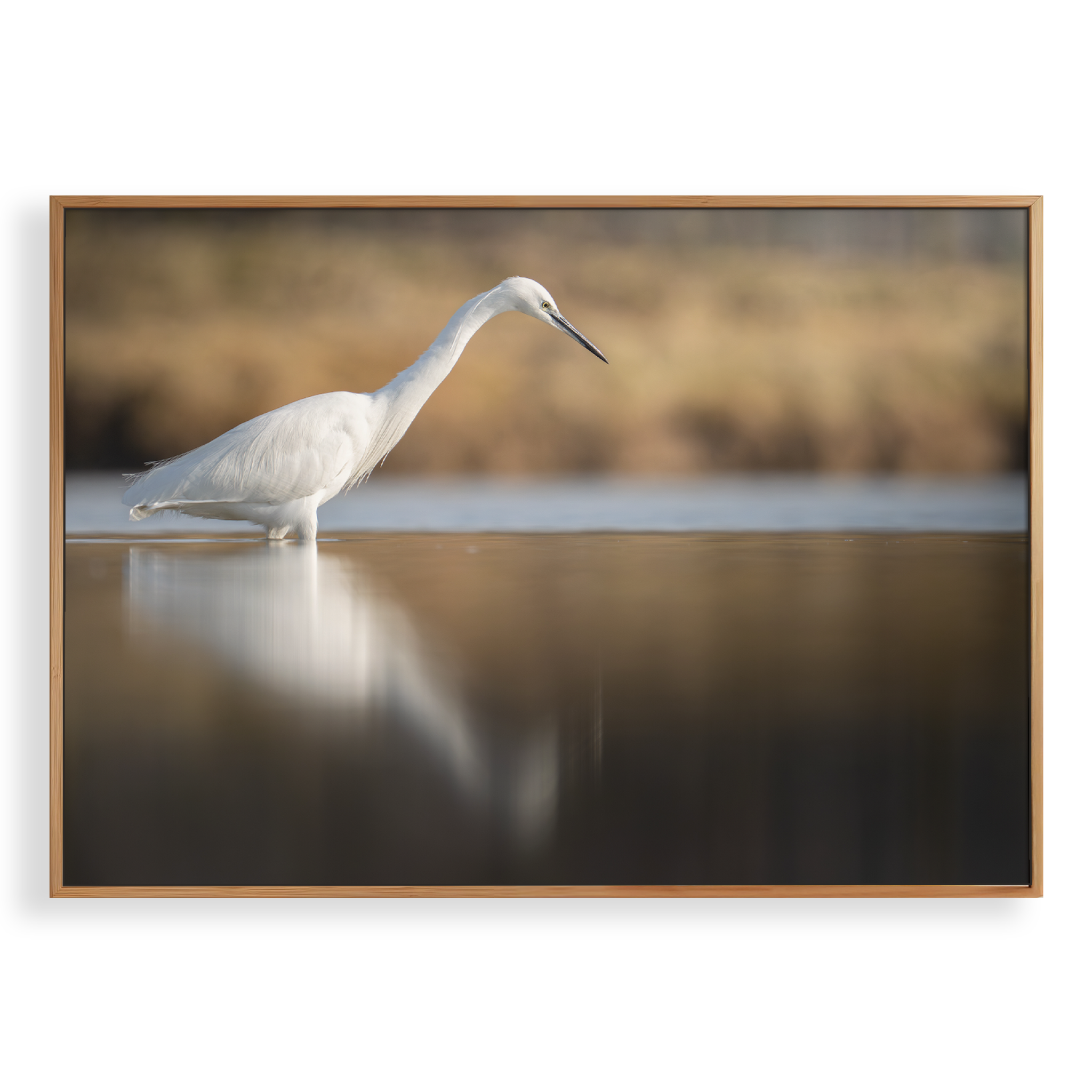 Canvas 'Kleine zilverreiger vangt vis'