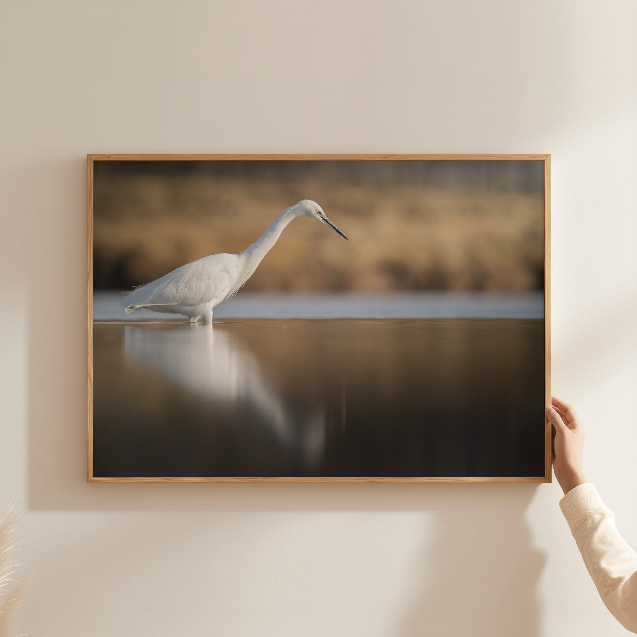 Canvas 'Kleine zilverreiger vangt vis'