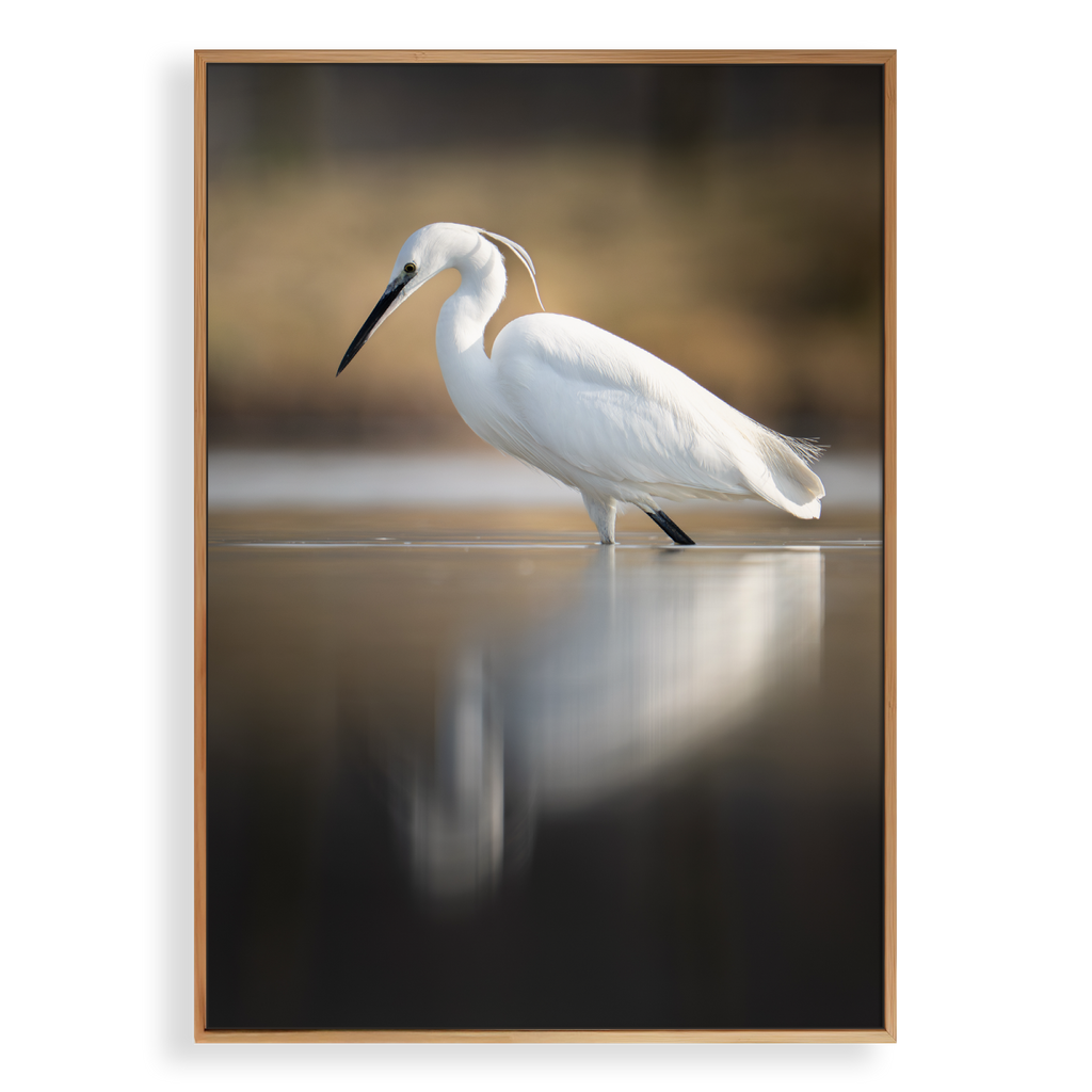 Canvas 'Kleine zilverreiger vangt zijn vis - portret'