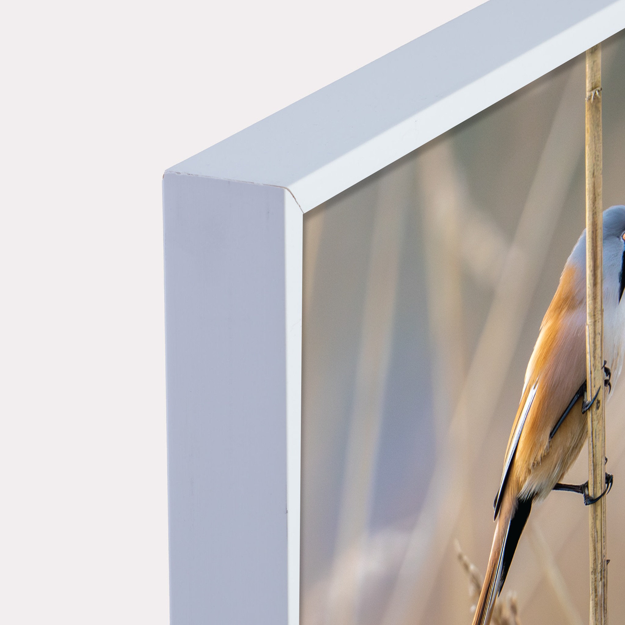 Canvas 'Baardman in het rietveld'