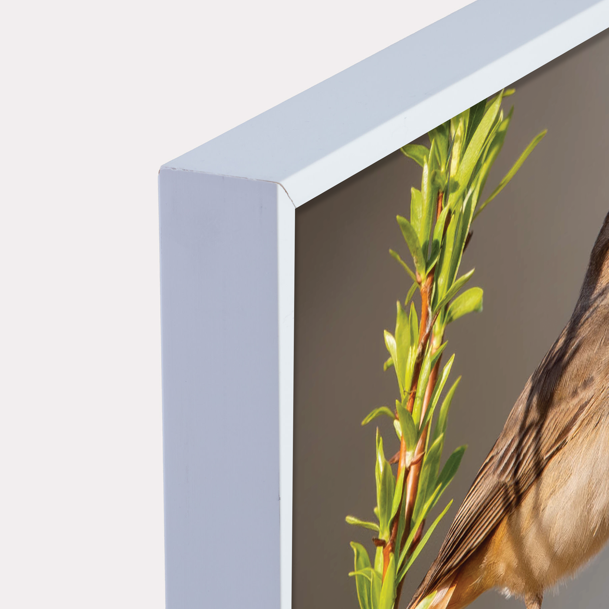 Canvas 'Zingende Blauwborst'