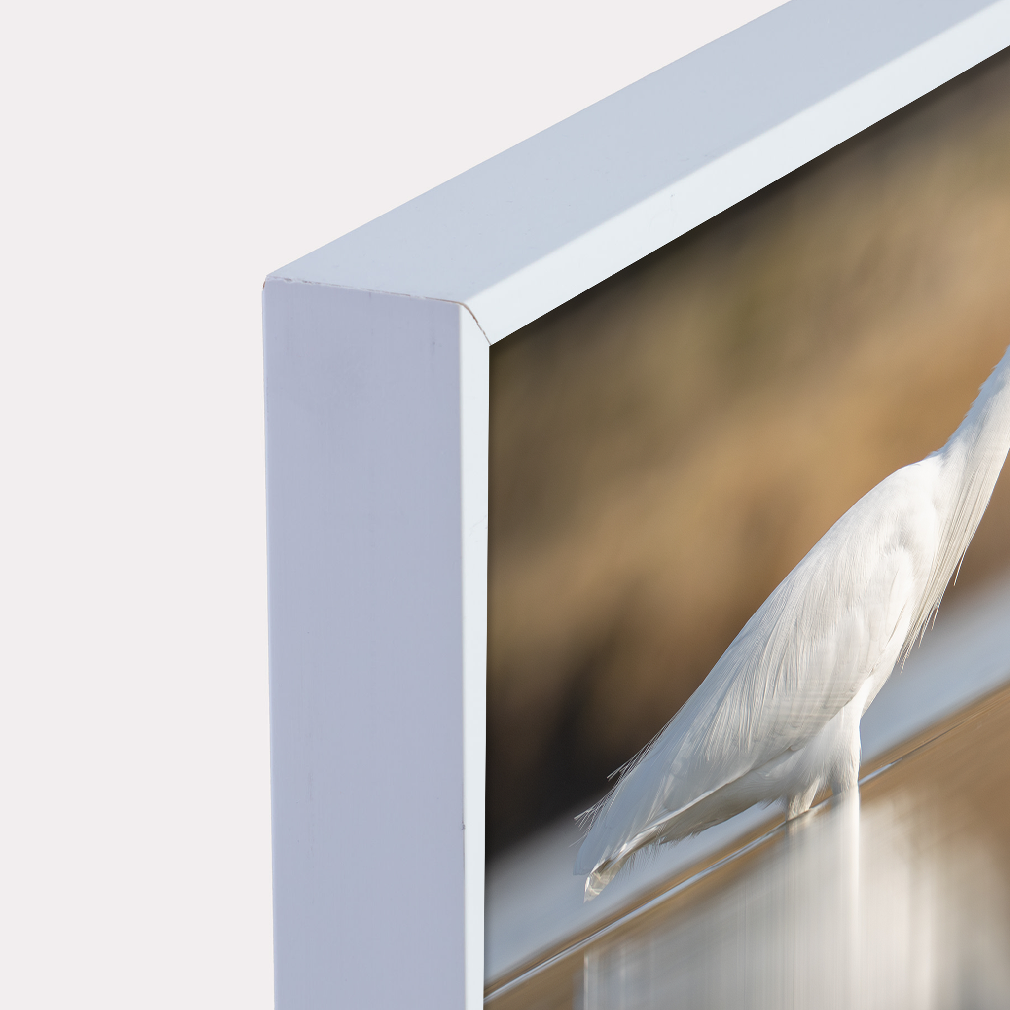 Canvas 'Kleine zilverreiger vangt vis'