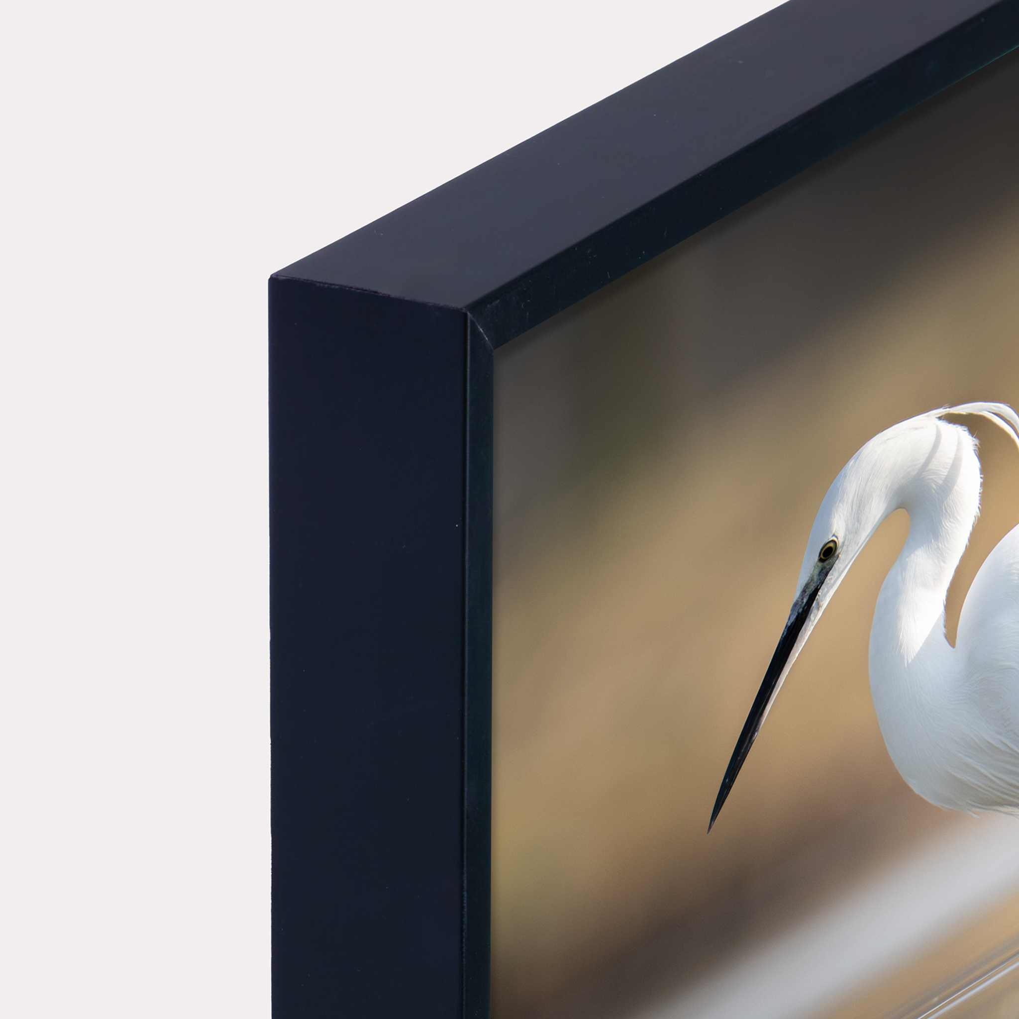 Canvas 'Kleine zilverreiger vangt zijn vis - portret'