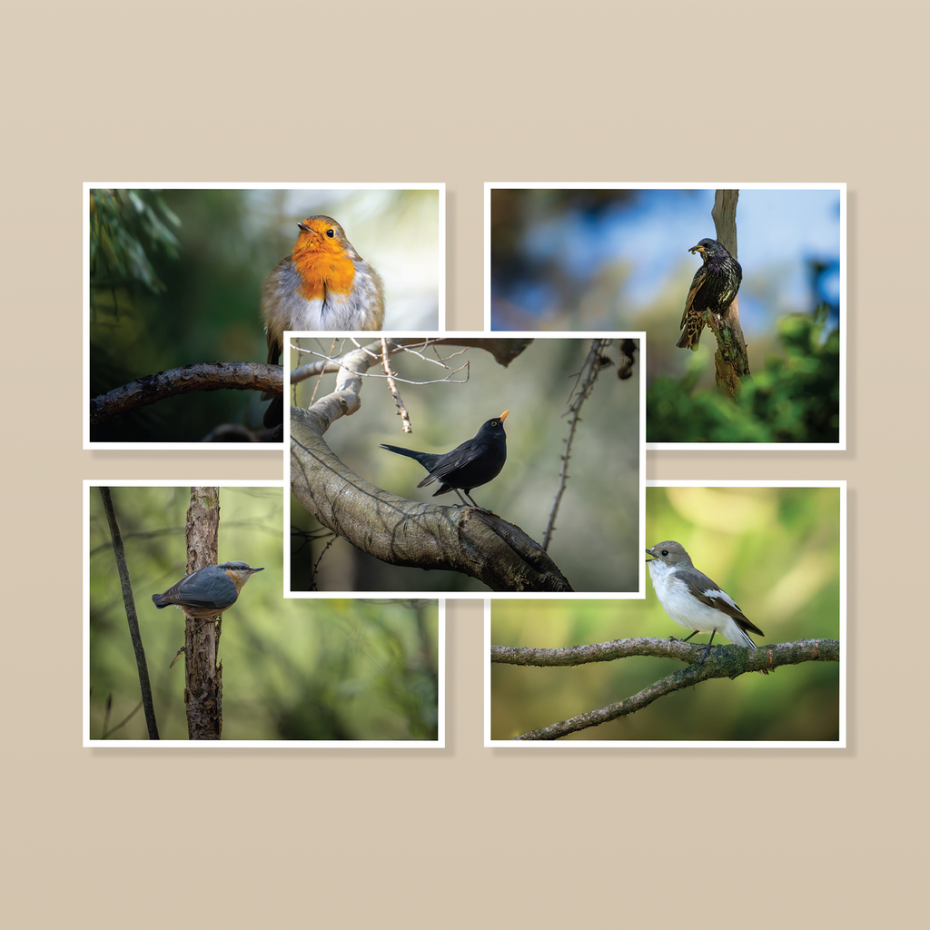 Ansichtkaarten Bosvogels