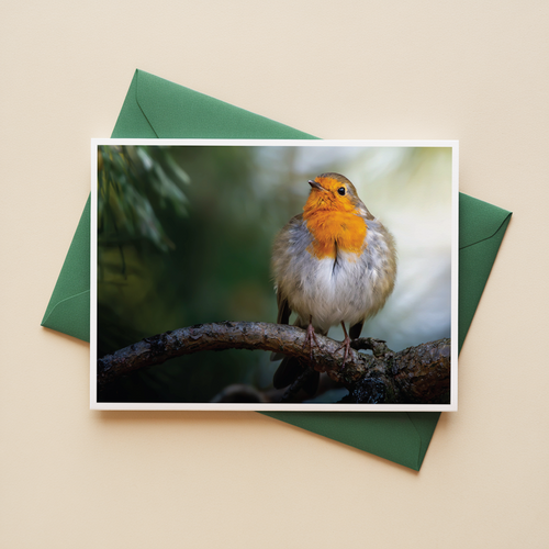 Ansichtkaarten Bosvogels