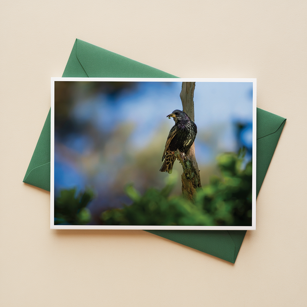 Ansichtkaarten Bosvogels