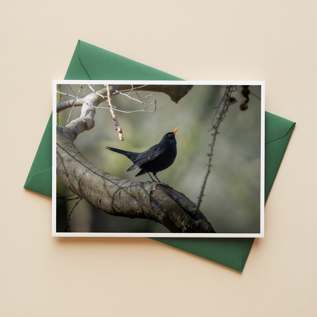 Ansichtkaarten Bosvogels