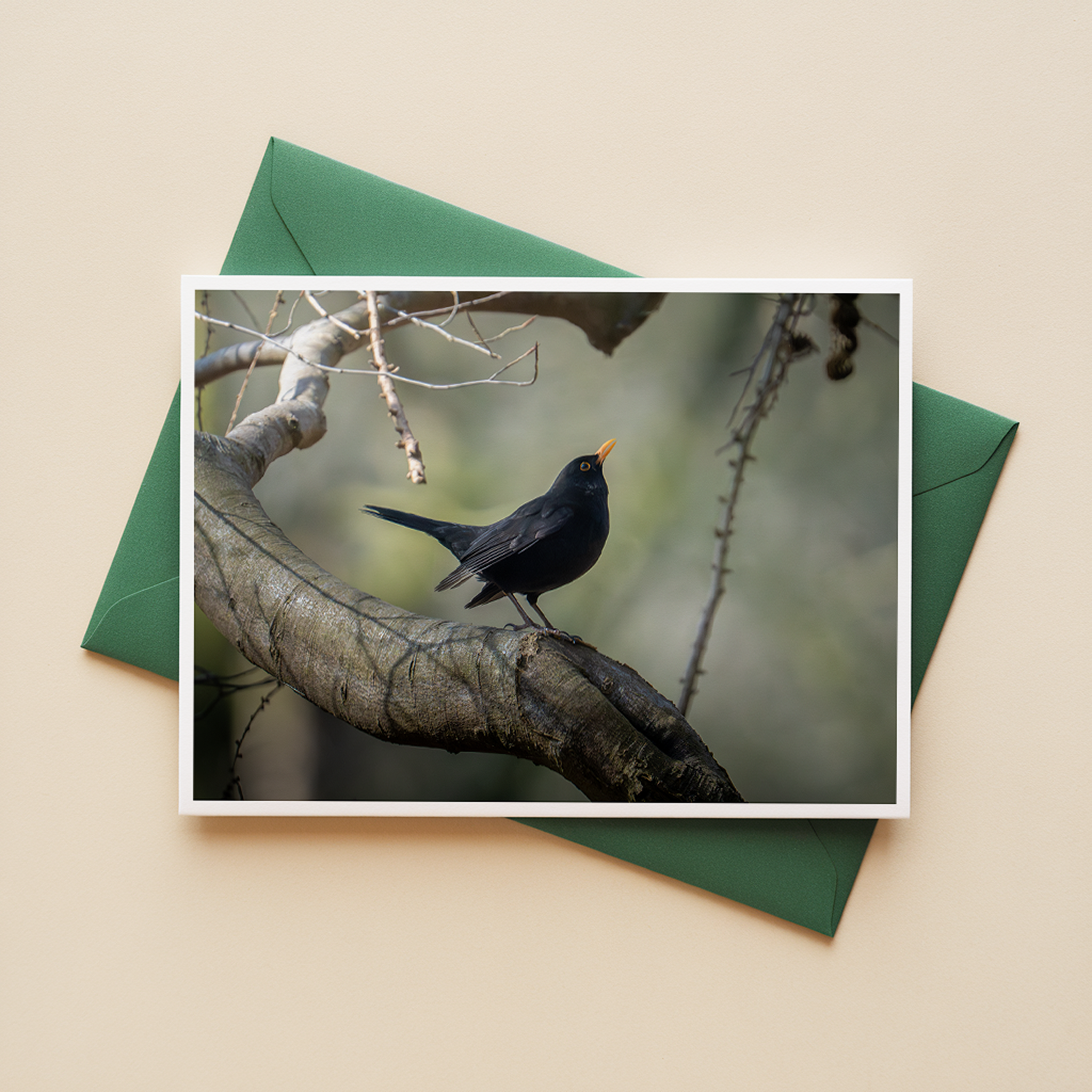 Ansichtkaarten Bosvogels