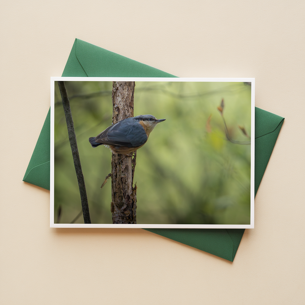 Ansichtkaarten Bosvogels