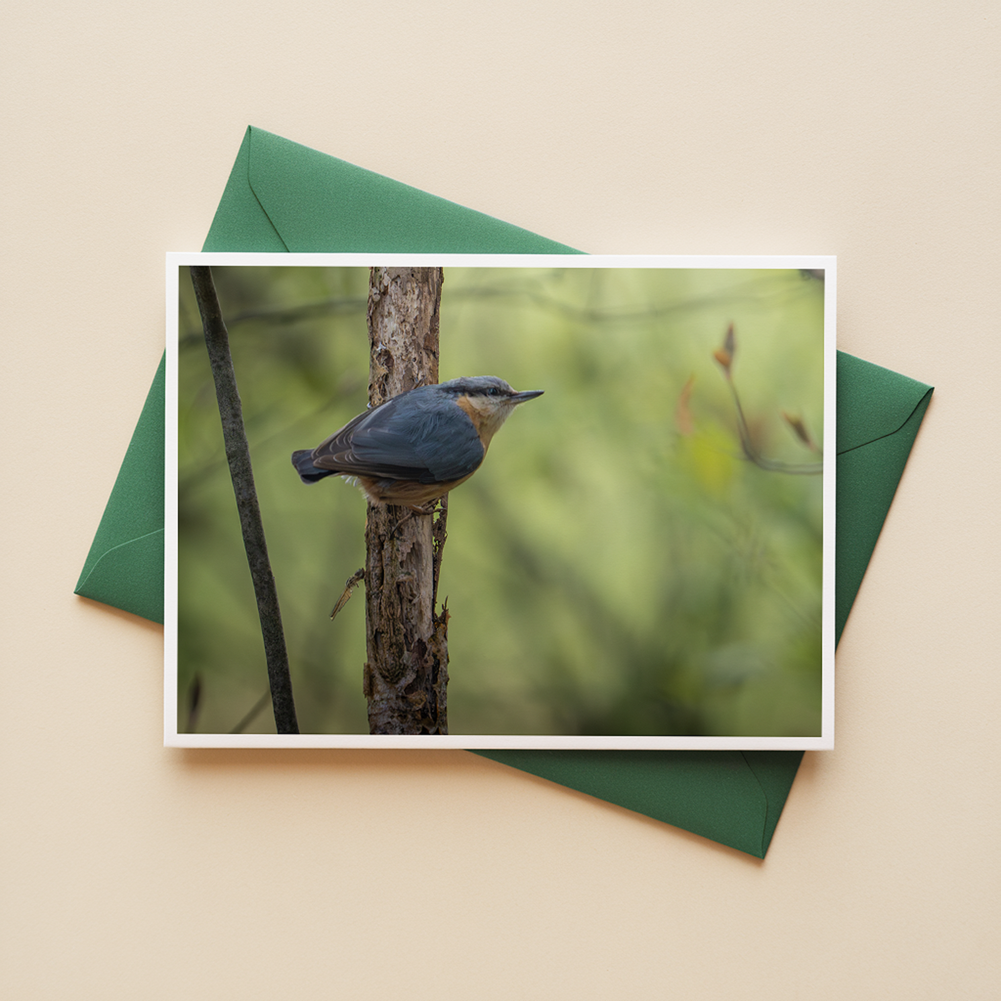 Ansichtkaarten Bosvogels