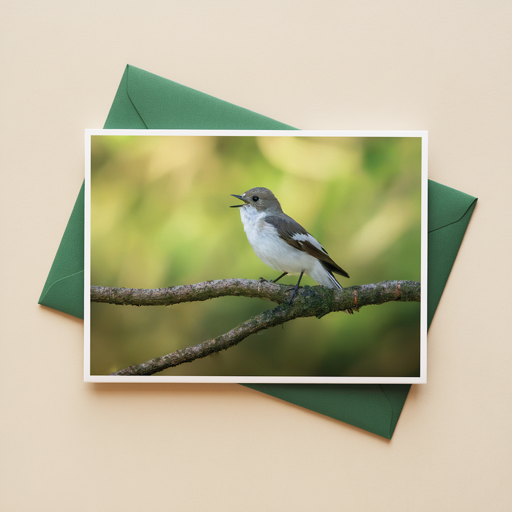 Ansichtkaarten Bosvogels