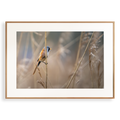 Print 'Baardman in het riet'