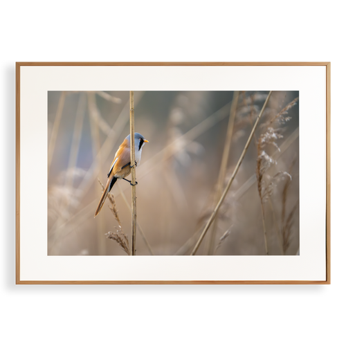 Natuurprint ‘Baardman in het riet’ als wanddecoratie in een interieur