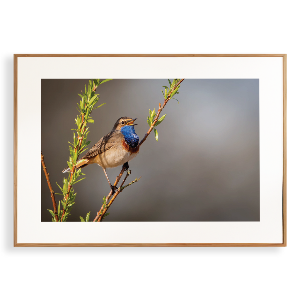 Print 'Zingende Blauwborst'