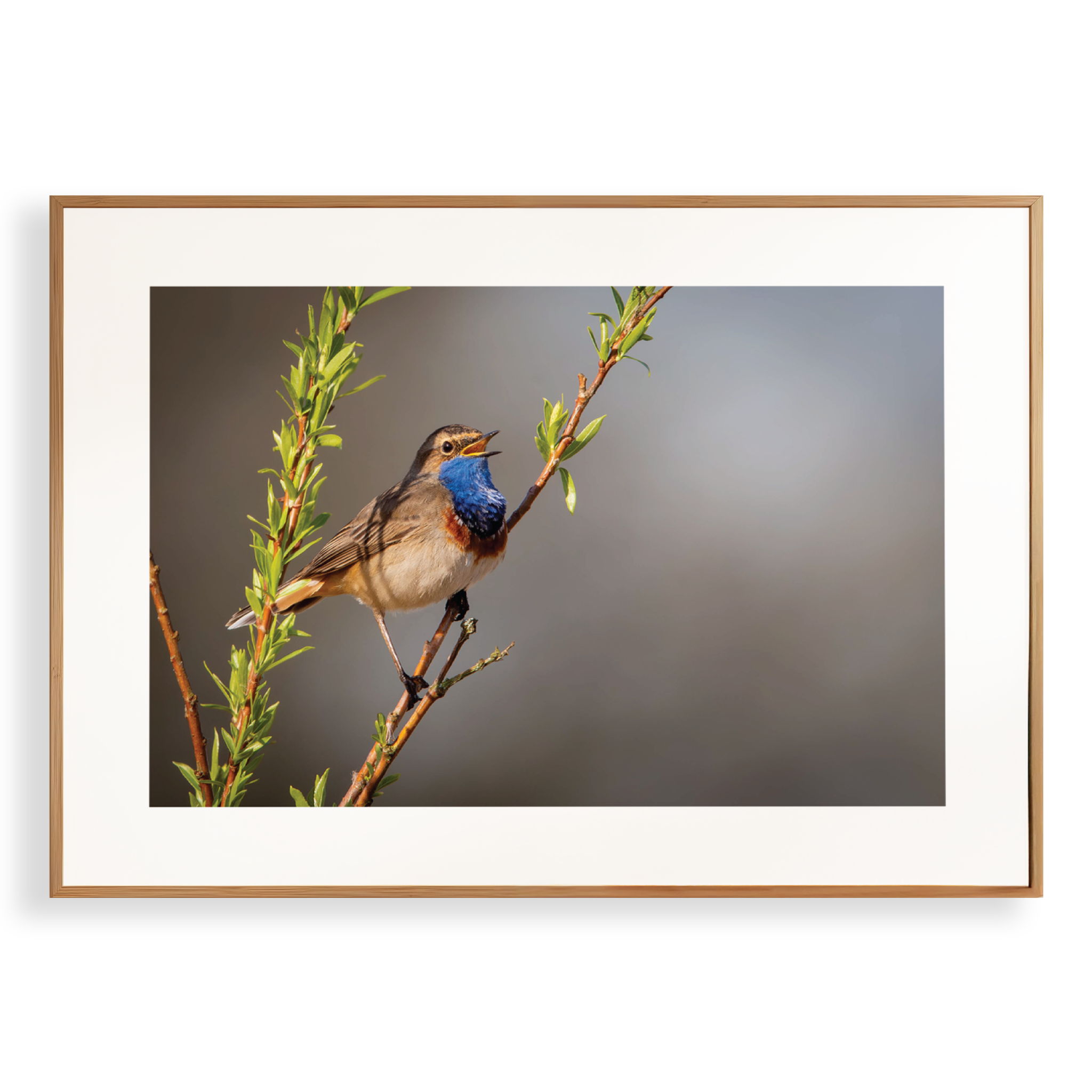 Print 'Zingende Blauwborst'