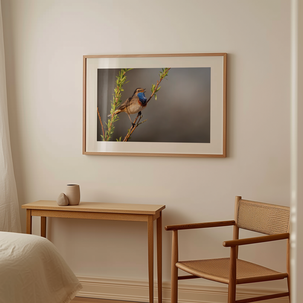 Print 'Zingende Blauwborst'