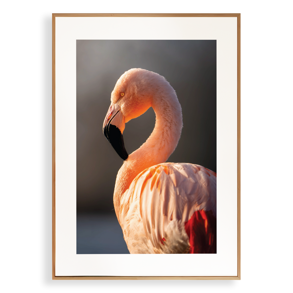 Print 'Flamingo in de zon - portret'