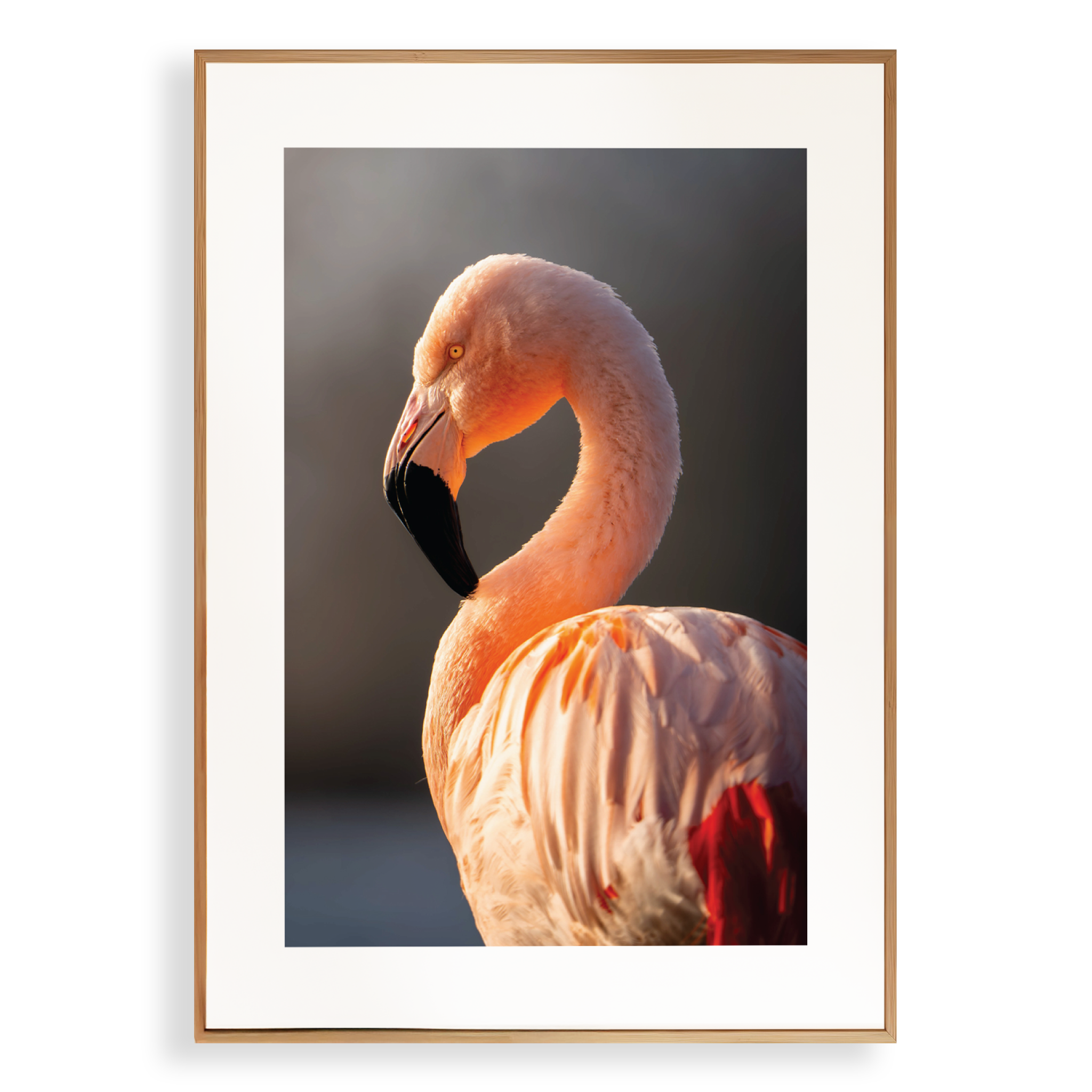 Print 'Flamingo in de zon - portret'