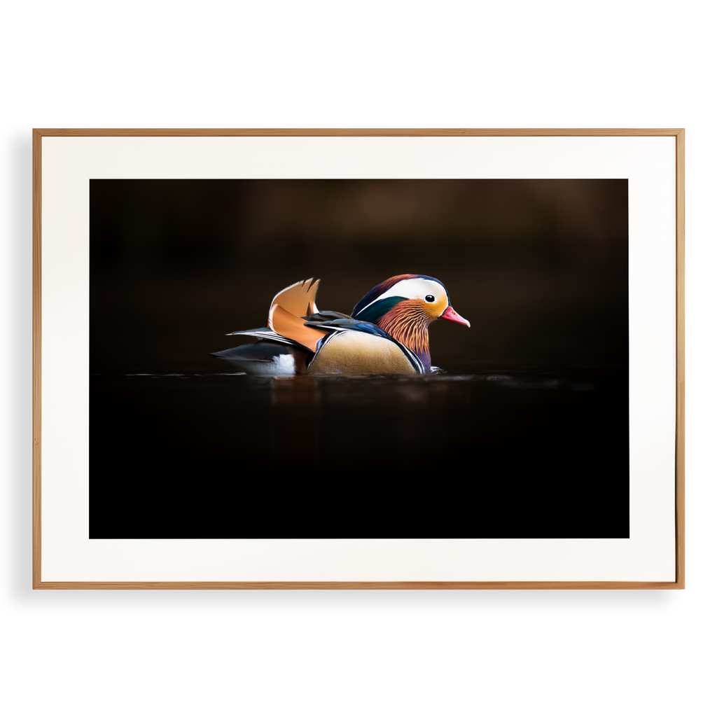 Print 'Mandarijneend in het avondlicht'