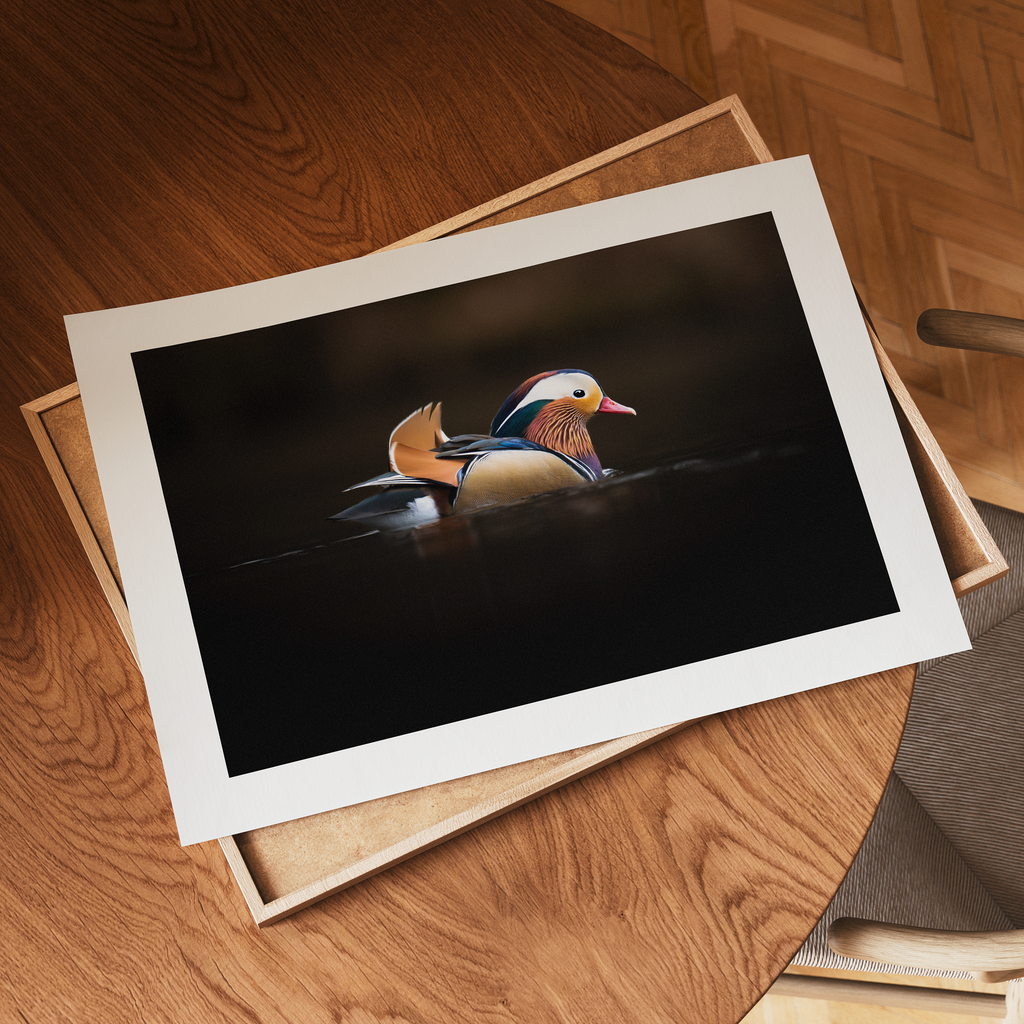 Print 'Mandarijneend in het avondlicht'