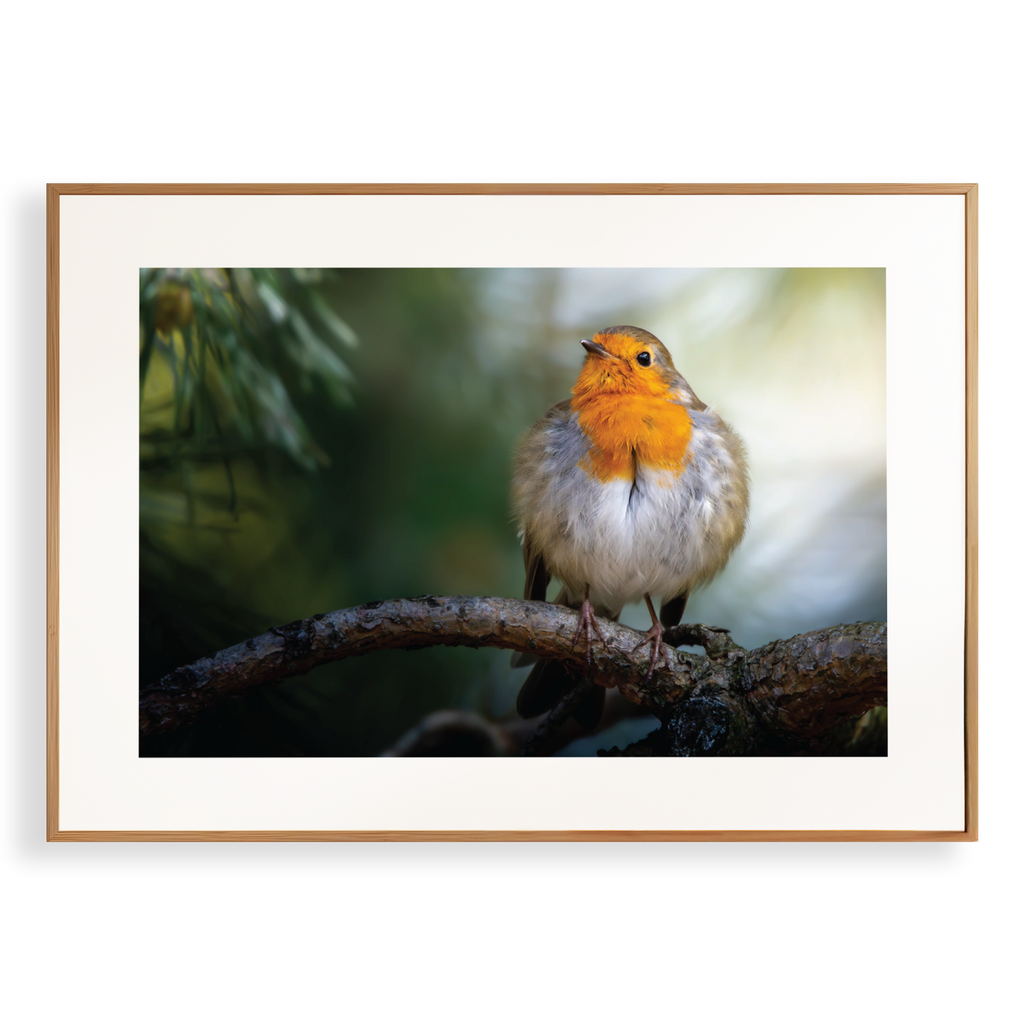 Print 'Roodborst rust uit op tak'