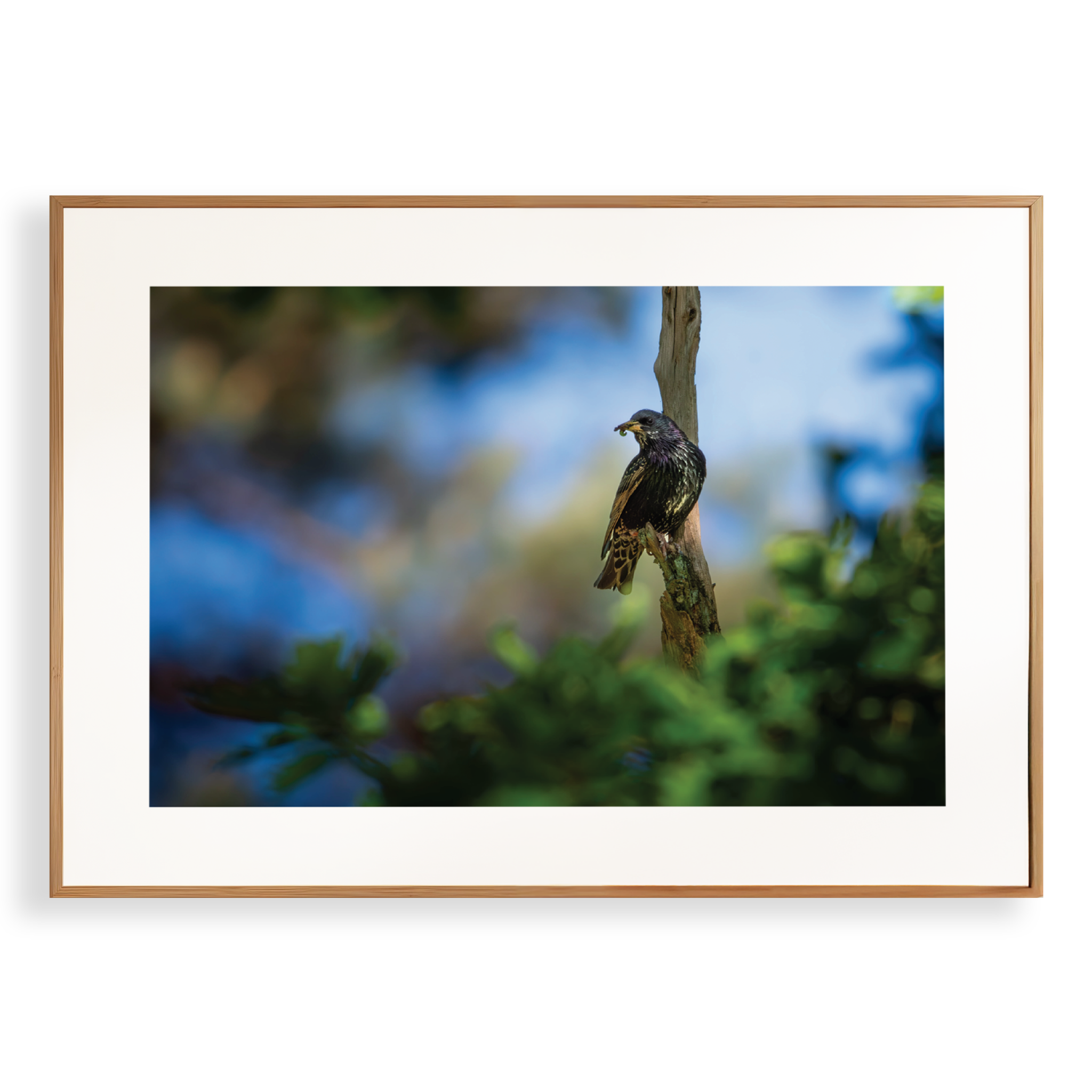 Print 'Spreeuw eet zijn maaltijd'