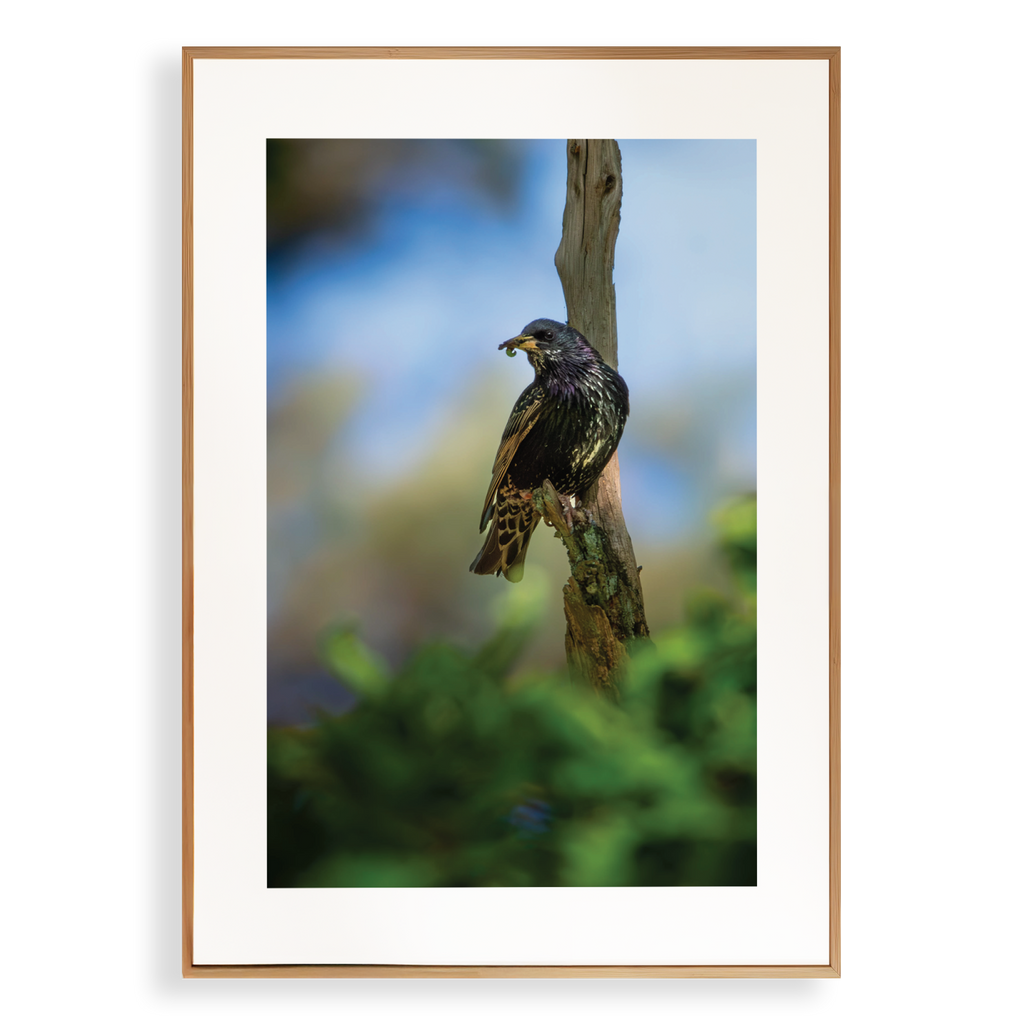 Print 'Spreeuw eet zijn maaltijd - portret'