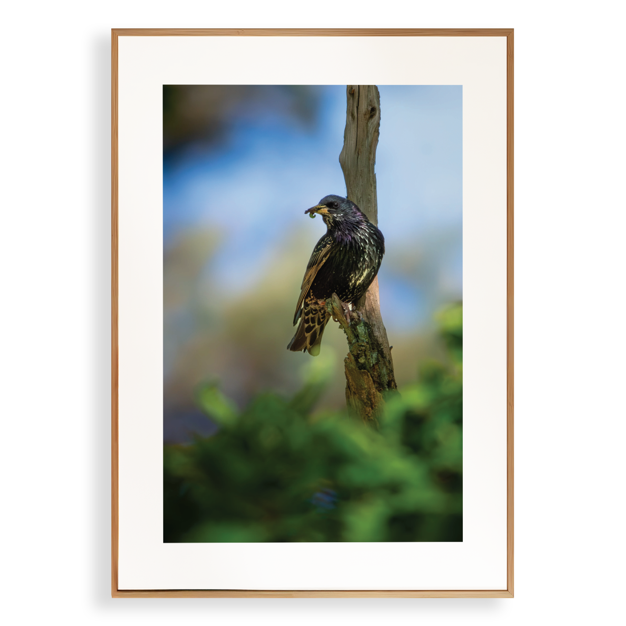 Print 'Spreeuw eet zijn maaltijd - portret'