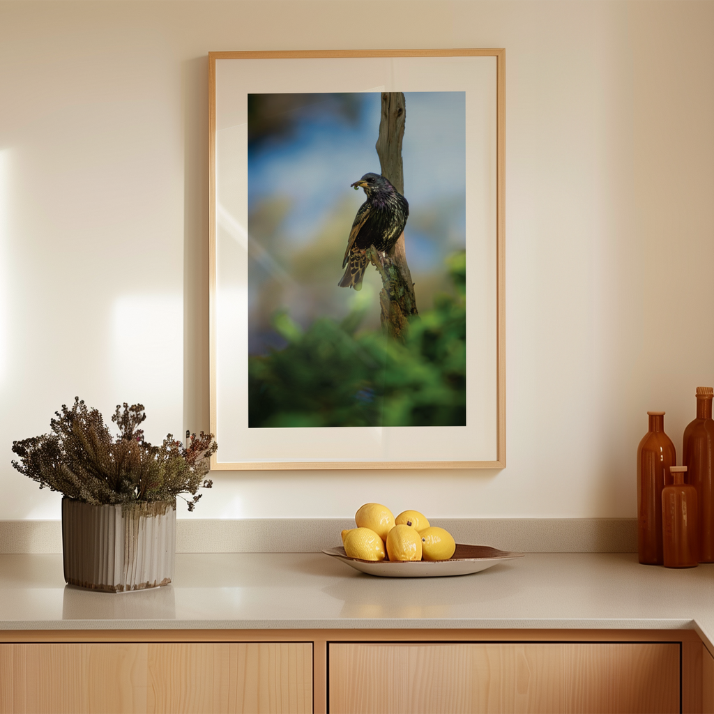 Print 'Spreeuw eet zijn maaltijd - portret'