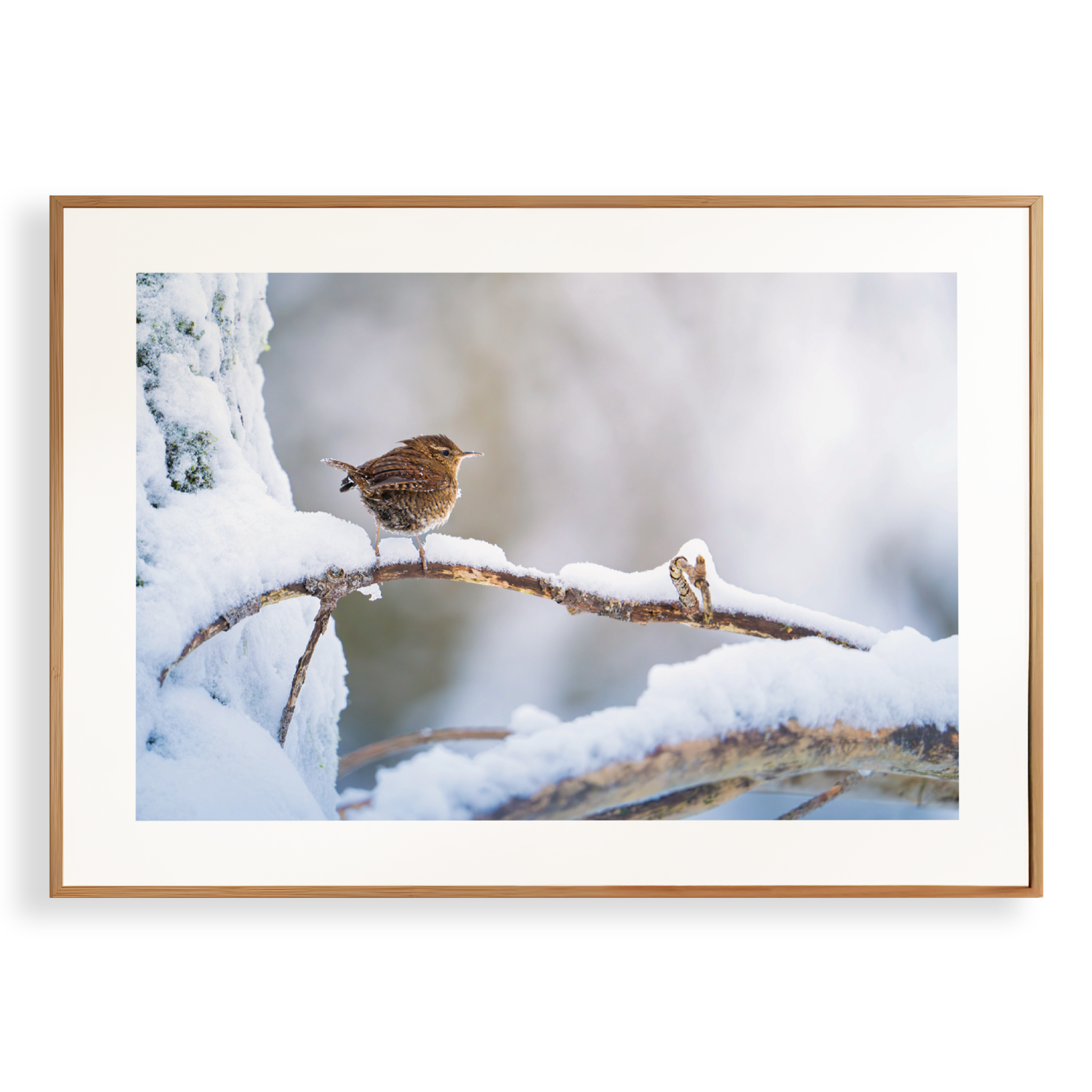 Print 'Winterkoninkje in de sneeuw'