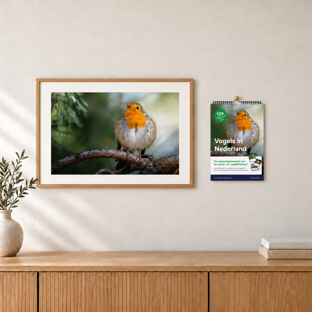 Cadeaubundel: roodborstposter & kalender