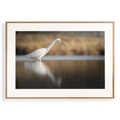 Print 'Kleine zilverreiger vangt vis'