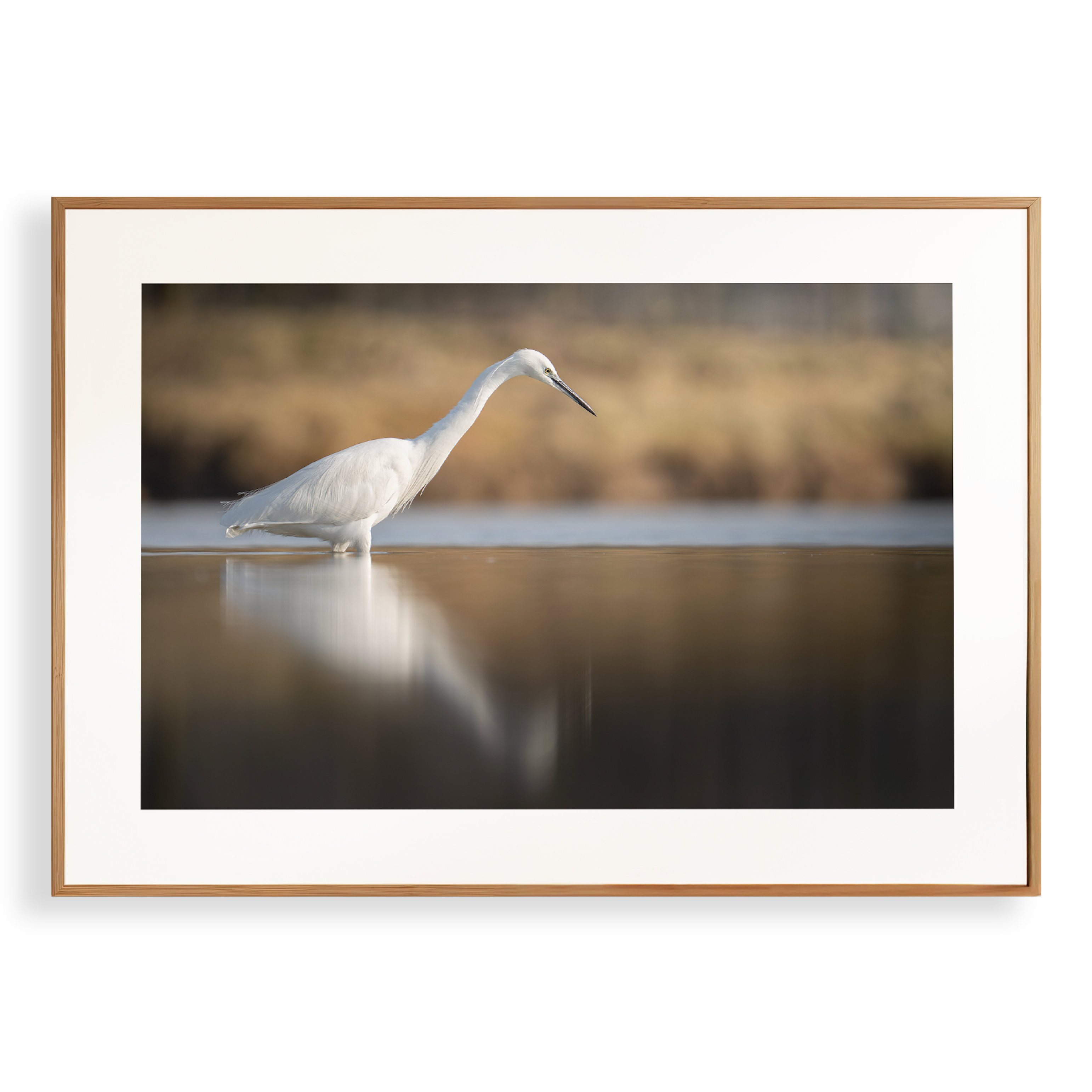 Print 'Kleine zilverreiger vangt vis'