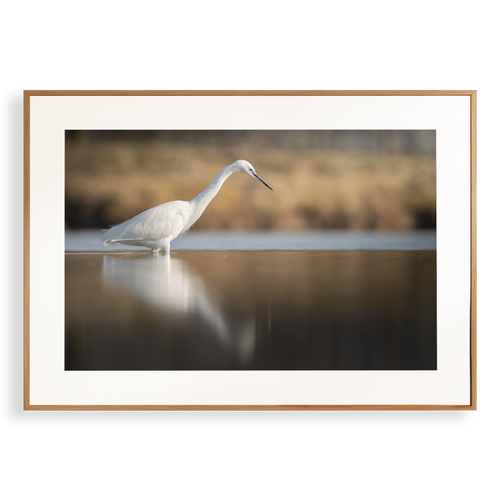 Natuurprint ‘Kleine zilverreiger vangt zijn vis – liggend’ als wanddecoratie in een interieur