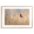 Print 'Rietgors boven het rietveld'