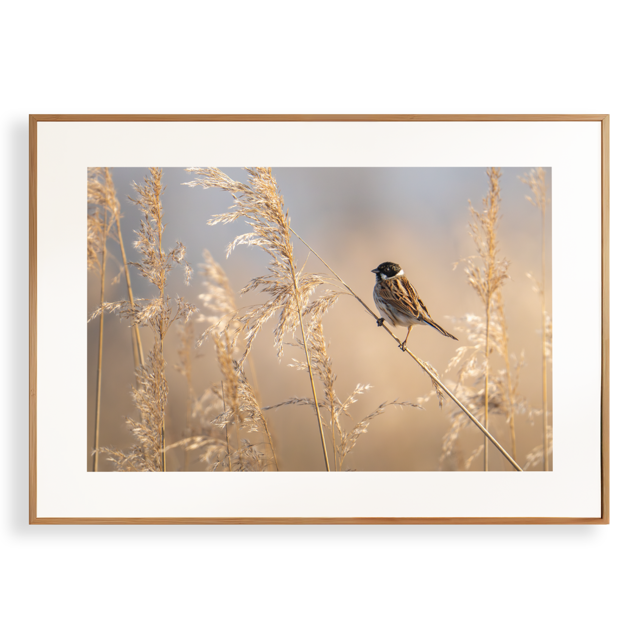 Print 'Rietgors boven het rietveld'