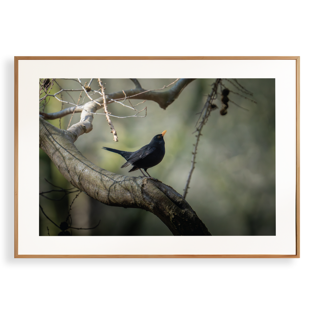 Print 'Dansende merel'